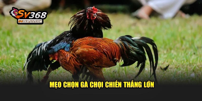 Mẹo Chọn Gà Chọi Chiến Thắng Lớn Dành Cho Hội Viên Tại SV368 2 Mẹo Chọn Gà Chọi SV368