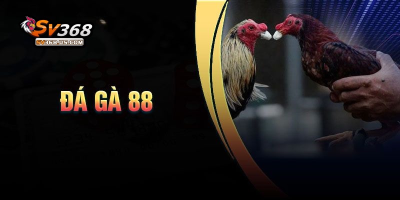 Đá Gà 88 – Trực Tiếp Các Trận Đá Gà Siêu Kinh Điển Tại SV368 2 Giới thiệu về đá gà 88