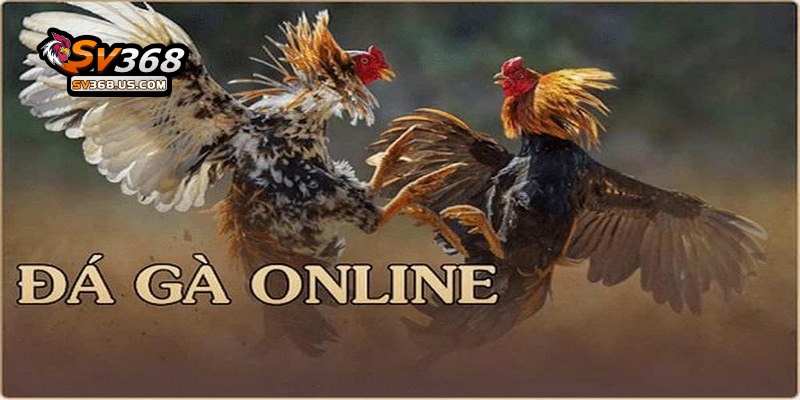 Trực Tiếp Đá Gà C3 – Theo Dõi Các Trận Đấu Hấp Dẫn Tại SV368 2 Trực tiếp đá gà C3 tại SV368