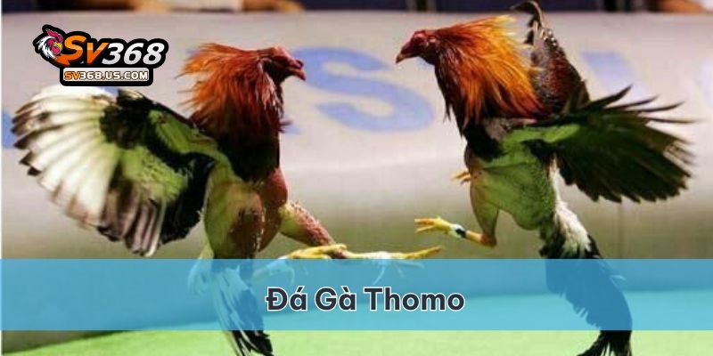 Đá gà Thomo SV368 