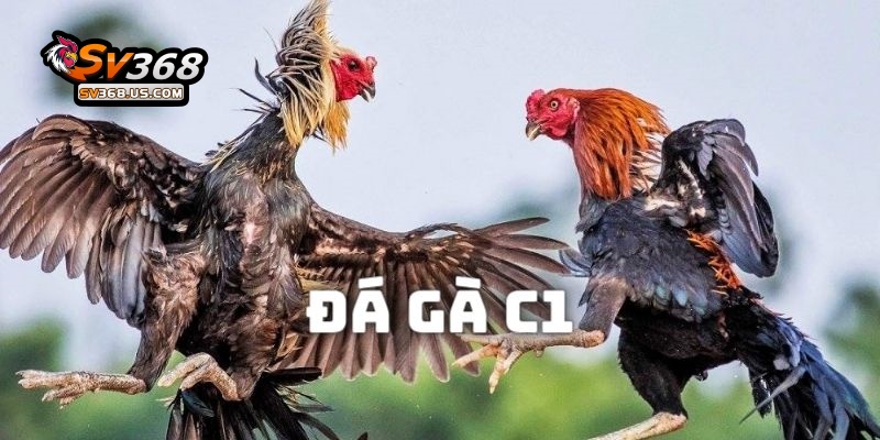 Đá Gà C1 – Tìm Hiểu Về Giải Đấu Cấp Cao Trong Giới Chọi Kê Tại SV368 2 Đá gà c1 tại SV368