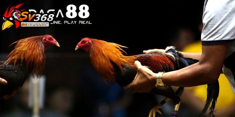 Đá Gà 88 – Trực Tiếp Các Trận Đá Gà Siêu Kinh Điển Tại SV368 3 Điểm làm cho đá gà 88 trở lên đặc biệt hơn