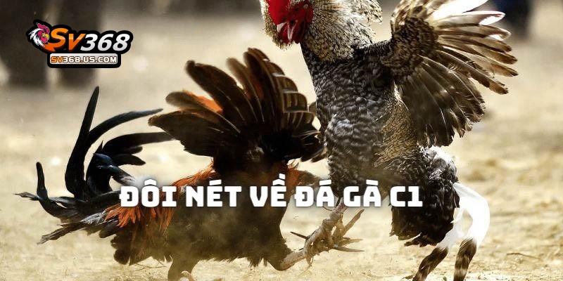 Đá Gà C1 – Tìm Hiểu Về Giải Đấu Cấp Cao Trong Giới Chọi Kê Tại SV368 3 Đôi nét về giải đá gà C1