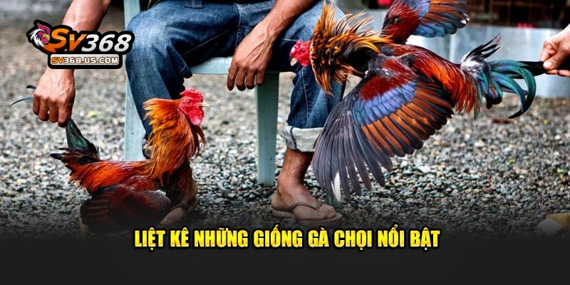 Mẹo Chọn Gà Chọi Chiến Thắng Lớn Dành Cho Hội Viên Tại SV368 4 Liệt kê những giống gà chọi nổi bật