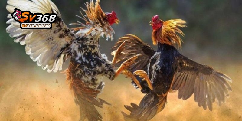 Đá Gà 88 – Trực Tiếp Các Trận Đá Gà Siêu Kinh Điển Tại SV368 4 Lưu ý khi chơi đá gà 88 cần nhớ thật kỹ