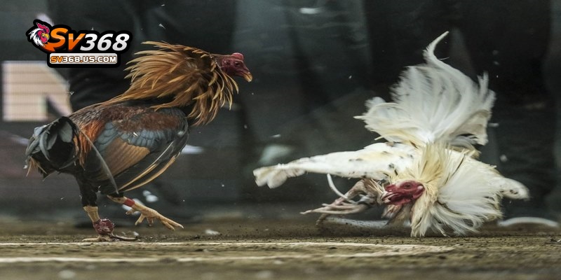 Trực Tiếp Đá Gà C3 – Theo Dõi Các Trận Đấu Hấp Dẫn Tại SV368 4 Lưu ý khi xem trực tiếp đá gà C3