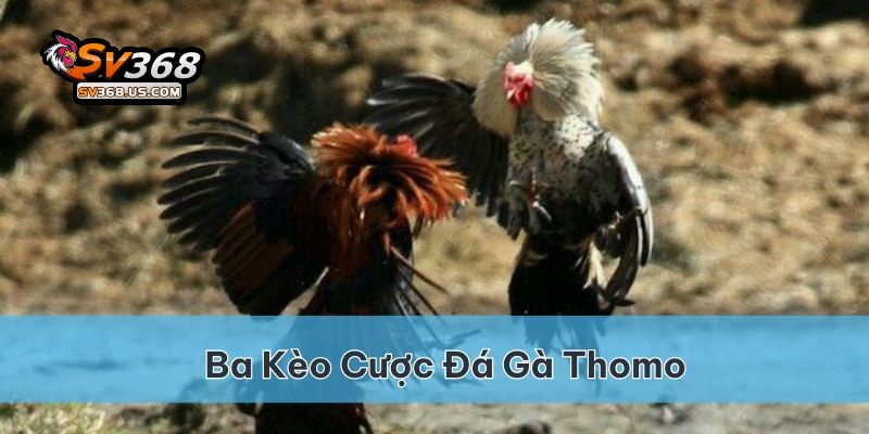 Có 3 kèo cược cơ bản cho các trận đá gà Thomo