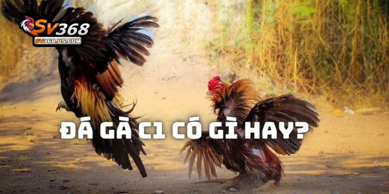 Đá Gà C1 – Tìm Hiểu Về Giải Đấu Cấp Cao Trong Giới Chọi Kê Tại SV368 4 Những ưu điểm khi theo dõi những màn đối đầu trong giải đá gà C1