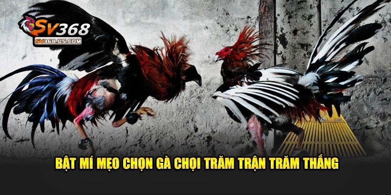 Mẹo Chọn Gà Chọi Chiến Thắng Lớn Dành Cho Hội Viên Tại SV368 5 Bật mí mẹo chọn gà chọi trăm trận trăm thắng