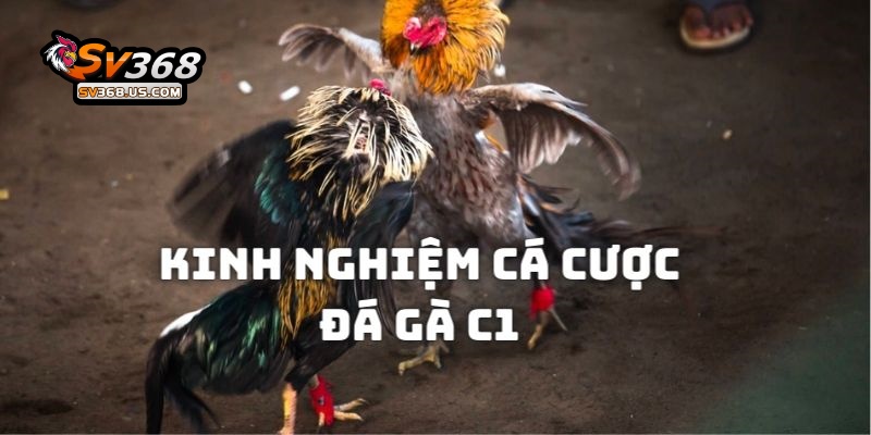 Đá Gà C1 – Tìm Hiểu Về Giải Đấu Cấp Cao Trong Giới Chọi Kê Tại SV368 5 Bí kíp giúp kiếm tiền thưởng từ những trận chọi kê C1