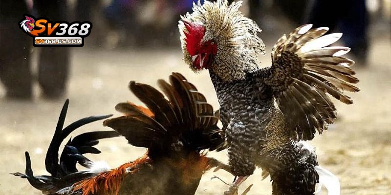 Cá cược đá gà trả thưởng thần tốc