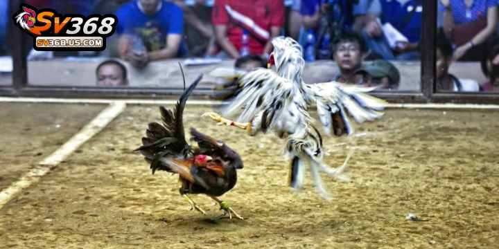 Giải đá gà CPC3 được tổ chức tại Thomo