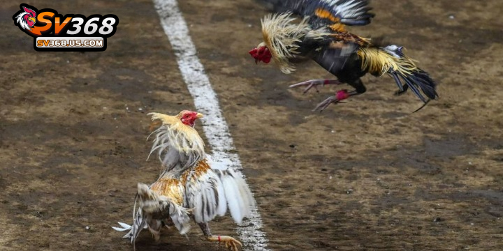 Đá gà Thomo hôm nay uy tín và hấp dẫn