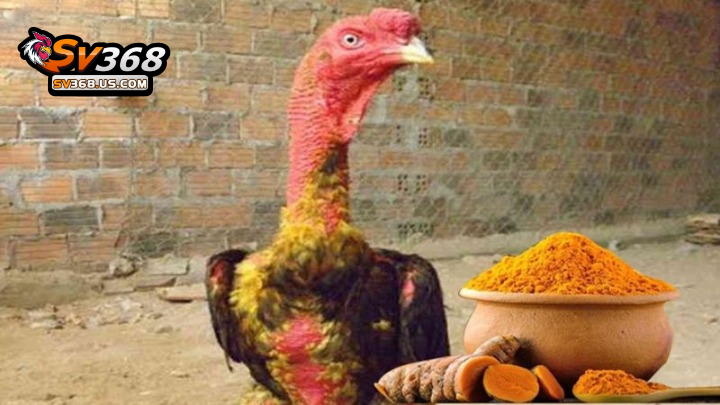 Vào nghệ cho gà đòn mạng đến nhiều lợi ích tuyệt vời