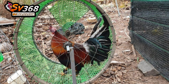 Chạy lồng là cách luyện cơ chân chắc khoẻ cho gà chọi