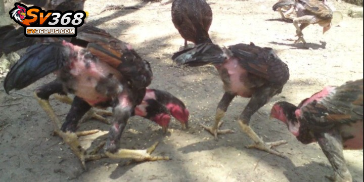 Gà còn nhỏ nên thả rông để chúng phát triển toàn diện