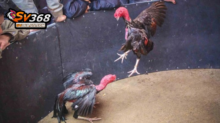 Thông tin về trận đấu đá gà đòn Thomo