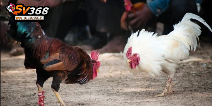 Hướng dẫn cách xem màu mạng đá gà đầy đủ và hiệu quả 2 Tìm hiểu thông tin về màu mạng đá gà