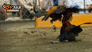 Theo dõi đá gà cựa hấp dẫn tại bồ gà CPC3