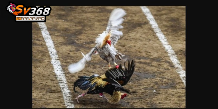 Trận đấu đá gà trực tiếp Thomo kịch tính