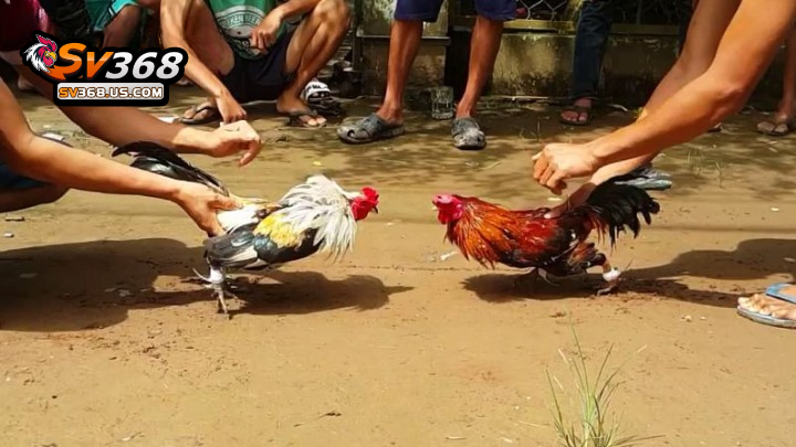 Thuật ngữ về thi đấu trong đá gà