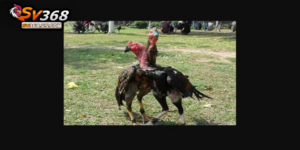 Sư kê vần hơi gà chọi để luyện cơ chân tốt nhất