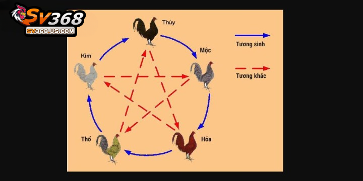 Hướng dẫn cách xem màu mạng đá gà đầy đủ và hiệu quả 3 Dựa vào ngũ hành để xem màu mạng gà đá chuẩn nhất