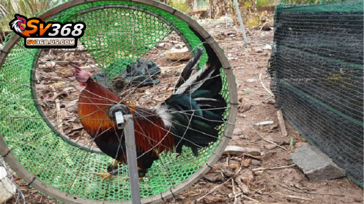 Thuật ngữ trong đá gà SV368 