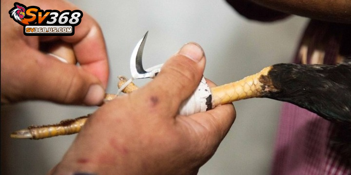 Cựa gà cần đảm bảo kích thước, mẫu mã đúng quy định