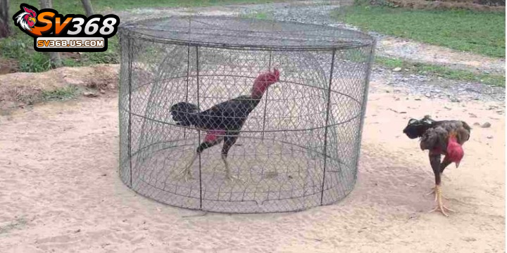 Luyện tập thể lực là giai đoạn quan trọng