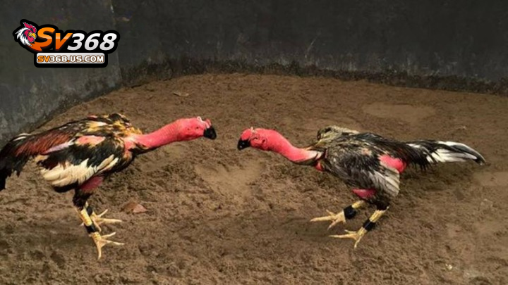 Xem đá gà đòn Thomo trực tiếp trên SV368 uy tín