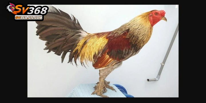 Gà chọi vảy rồng đá đòn rất tốt