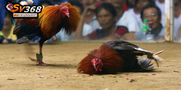 Người chơi lựa chọn trận đấu yêu thích để tham gia